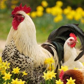 Raising Chickens chat bot